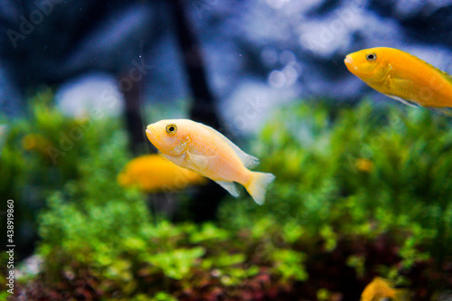 Yellow fish swimming in Aquarium.