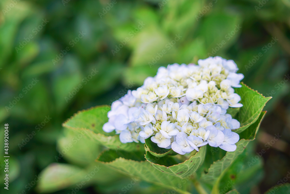 White Hydrangeas and green branches in farm Khao kho,Thailand. White Hydrangeas and green branches in farm Khao kho,Thailand.