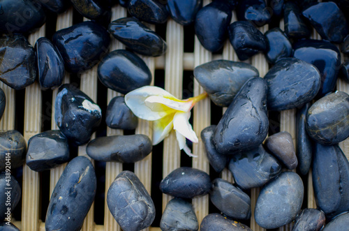 frangipani flower with black stones.