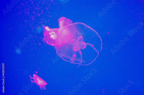 ink jellyfish swims in  Aquarium, Thailand.