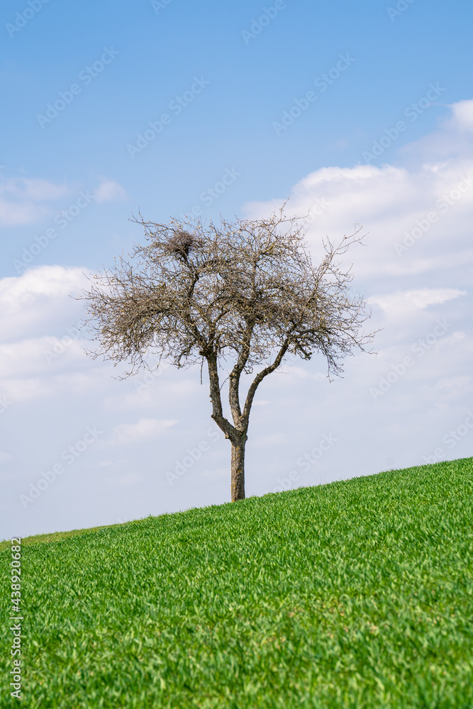 Tree on hill with awesome blue cloudy sky in the background Tree on hill with awesome blue cloudy sky in the background