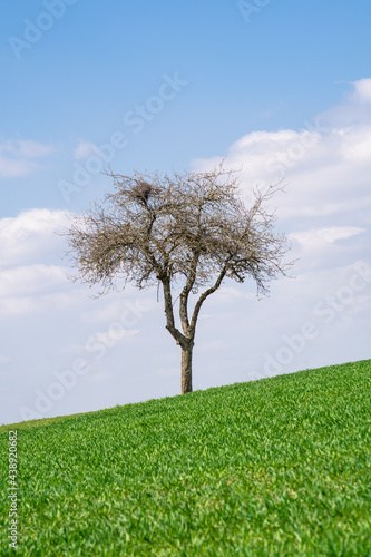 Tree on hill with awesome blue cloudy sky in the background