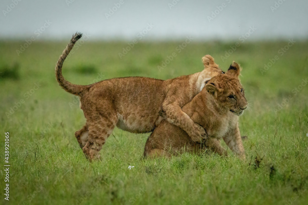 Fototapeta premium Lion cub tackles another sitting in grass