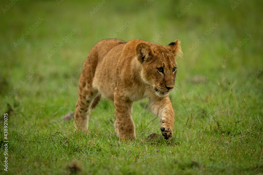 Lion cub walking across grass lifting paw Lion cub walking across grass lifting paw