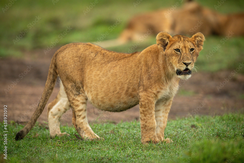 Lion cub stands on short grass staring Lion cub stands on short grass staring