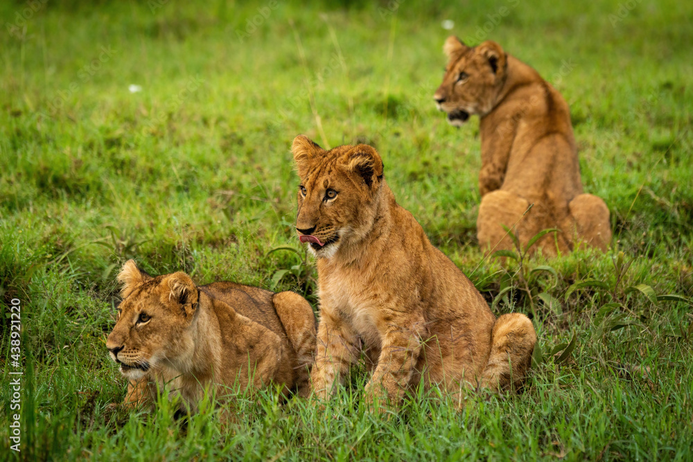 Fototapeta premium Lion cub sits in grass with others