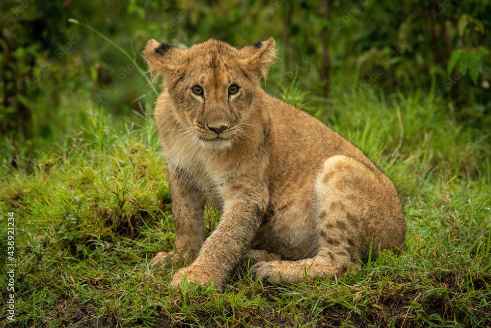 Lion cub sits in grass watching camera Lion cub sits in grass watching camera