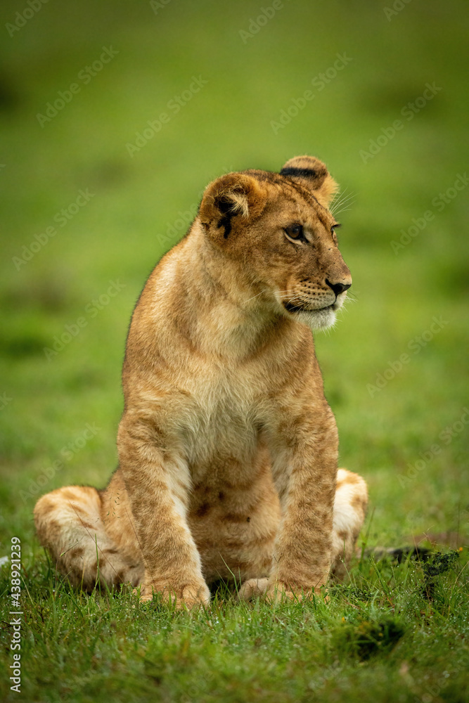 Lion cub sits in wet grass staring Lion cub sits in wet grass staring