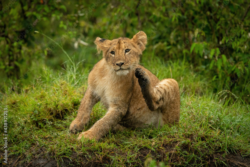 Fototapeta premium Lion cub sits in grass scratching head