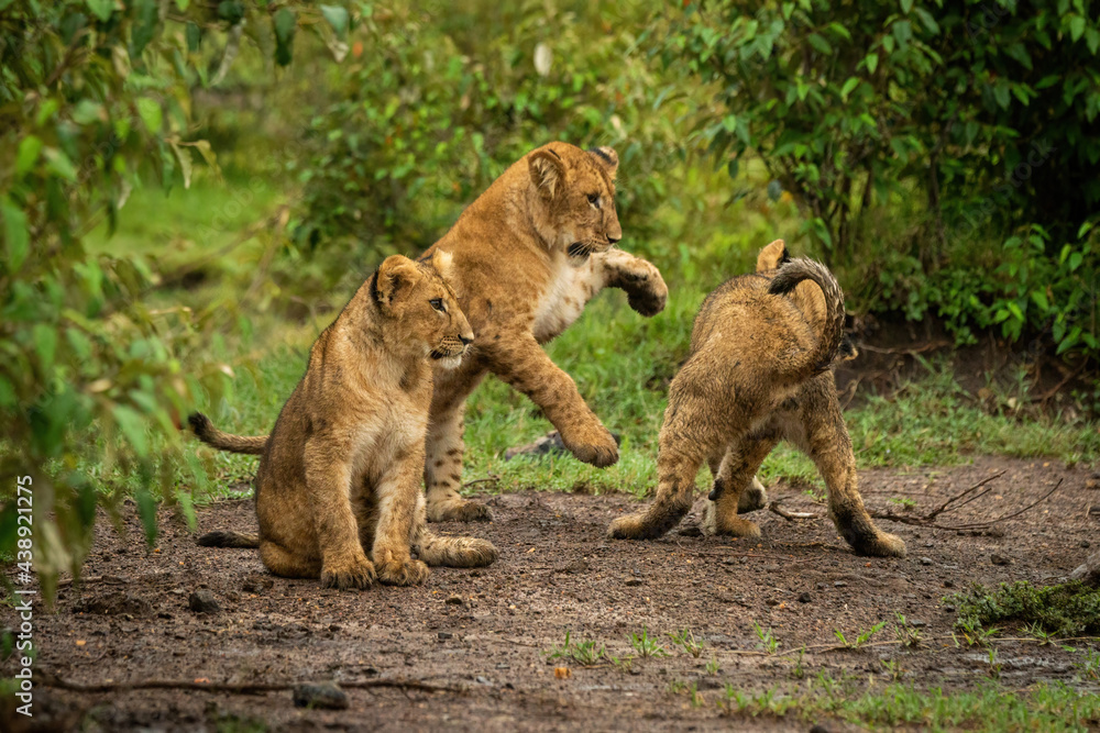 Naklejka premium Lion cub sits beside two others playing