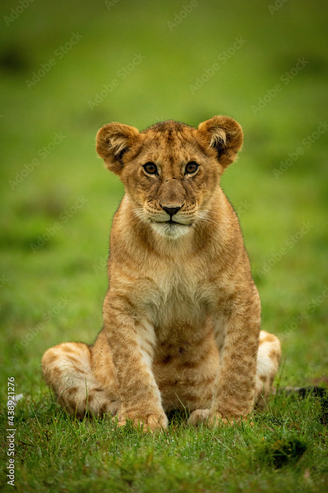 Lion cub sits in grass eyeing camera Lion cub sits in grass eyeing camera