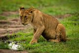 Lion cub sits on grass lowering head