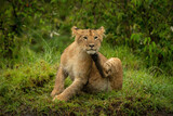 Lion cub sits in grass scratching jaw