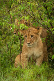 Lion cub sits in bushes by another