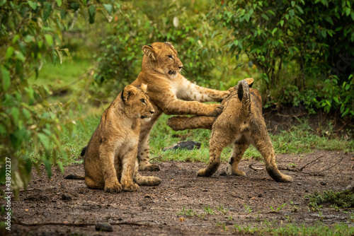 Lion cub sits near two others playing