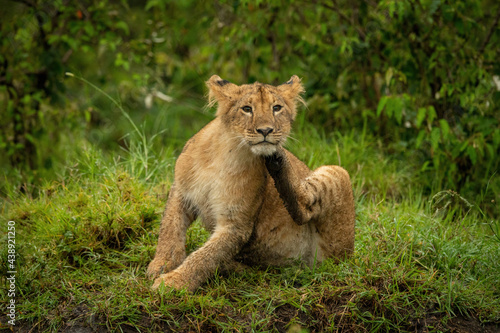 Fototapeta Naklejka Na Ścianę i Meble -  Lion cub sits in grass scratching jaw