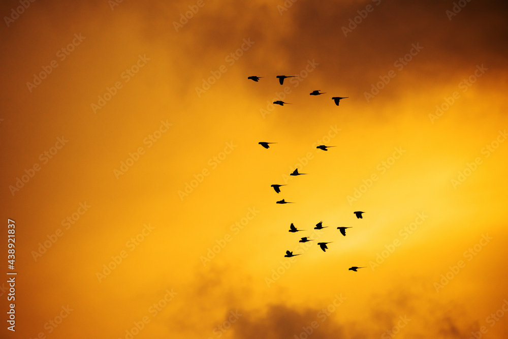 A group of parrots during sunset