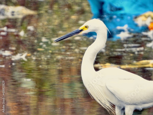 great white heron