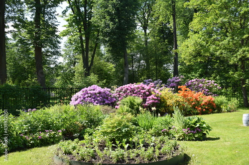 Fototapeta Naklejka Na Ścianę i Meble -  flowers in garden