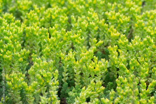 Sedum acre, goldmoss stonecrop spring leaves macro selective focus