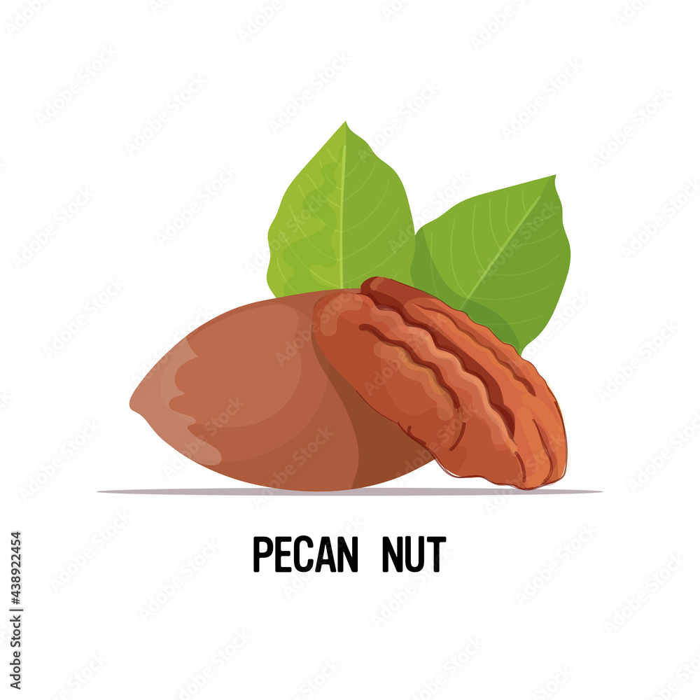 pecan nut with leaves isolated on white background healthy vegetarian food concept pecan nut with leaves isolated on white background healthy vegetarian food concept