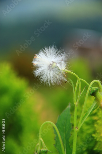 Randa tread or dandelion  Taraxacum 