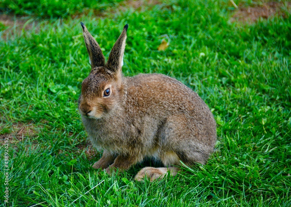 Fototapeta premium Hare