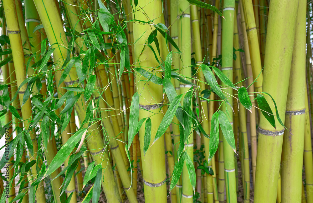 Bamboo trunks in a lush grove with green leaves. Native to warm and moist tropical temperate climates. Plants with great economic and cultural significance. Bamboo trunks in a lush grove with green leaves. Native to warm and moist tropical temperate climates. Plants with great economic and cultural significance.
