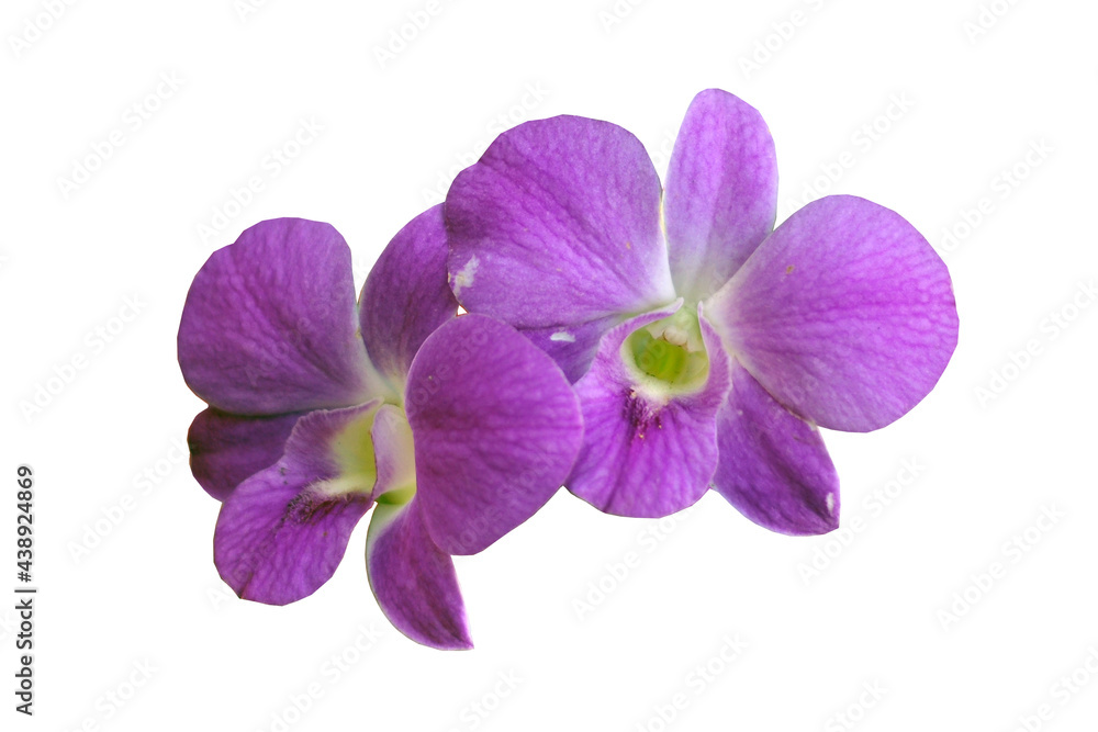 purple and yellow orchid flowers on a white background purple and yellow orchid flowers on a white background