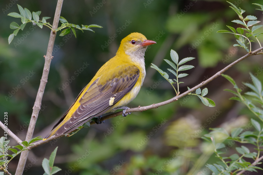 Female Eurasian Golden Oriole (Oriolus oriolus) on a branch Female Eurasian Golden Oriole (Oriolus oriolus) on a branch