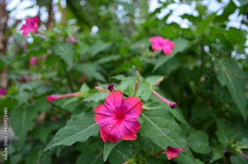 Wallpaper Mural stunning red hibiscus flower Torontodigital.ca