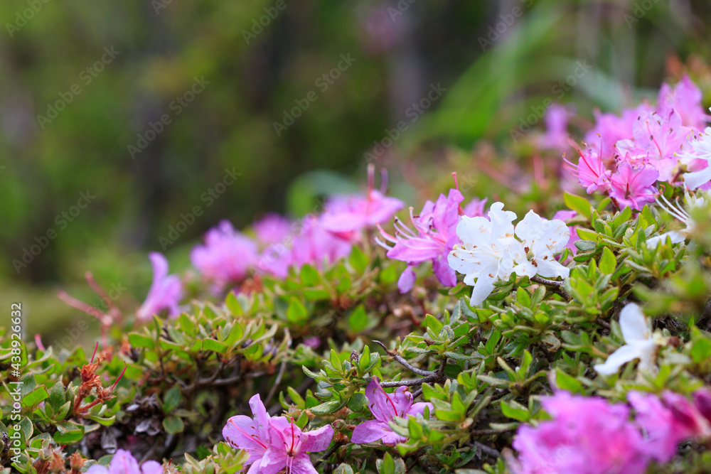 平治岳 白とピンクのミヤマキリシマ 大分県 Mt.Hijidake White and Pink Miyama Kirishima Ooita-ken 平治岳 白とピンクのミヤマキリシマ 大分県 Mt.Hijidake White and Pink Miyama Kirishima Ooita-ken