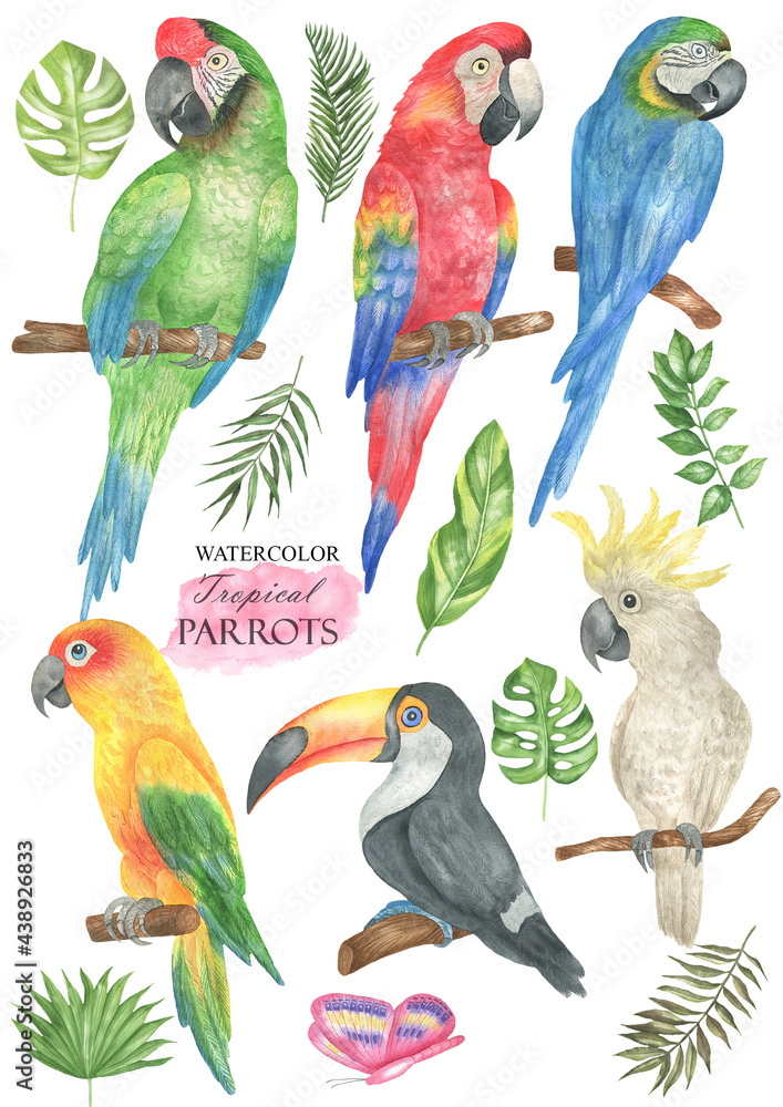 Parrots set