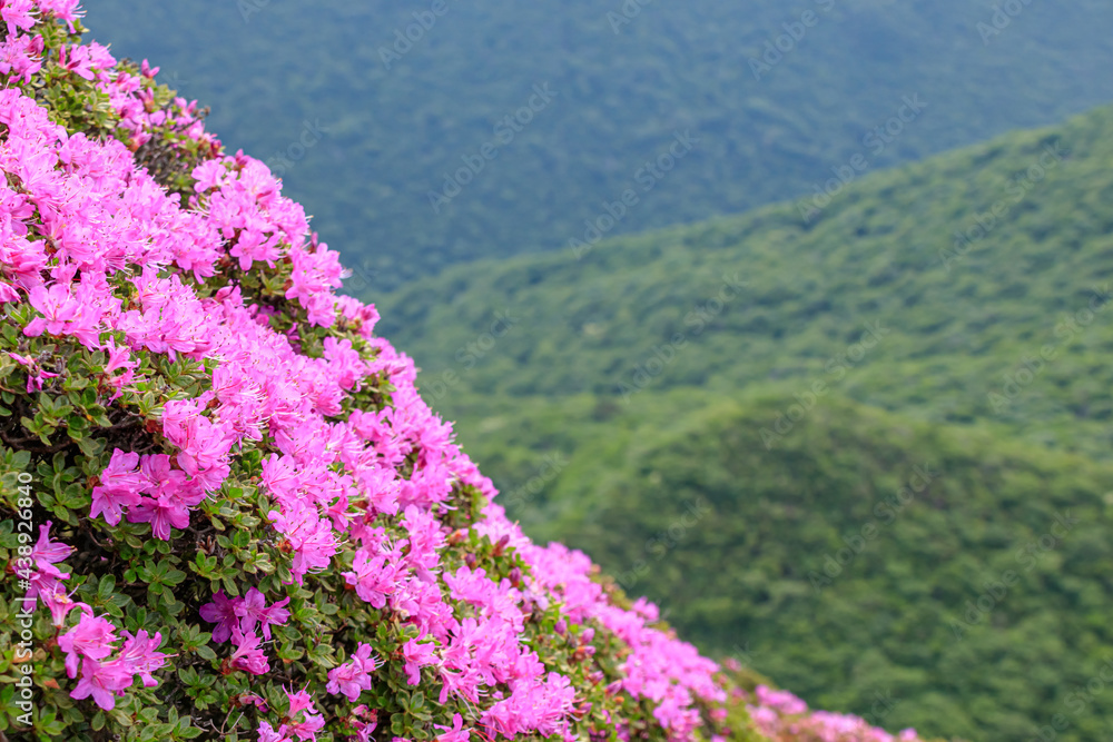 Fototapeta premium 平治岳 ミヤマキリシマ 大分県 Mt.Hijidake Miyama Kirishima Ooita-ken