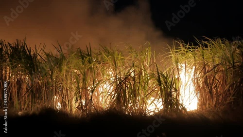 The fire was burning sugarcane fields at night. The wrong harvest of farmers.
