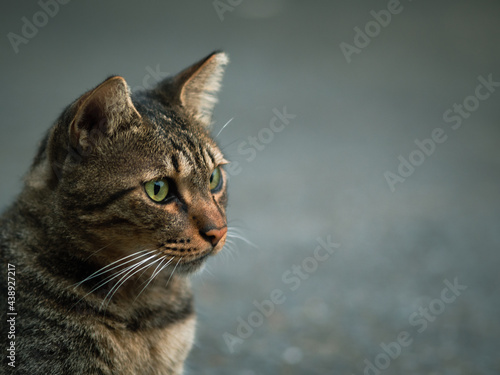 Tabby cat is looking into the distance.Calm atmosphere background.