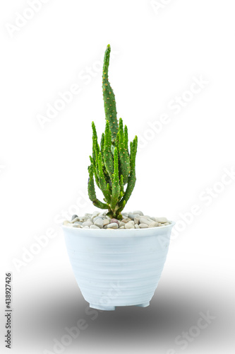 white background cactus