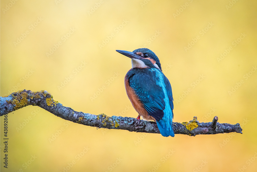 Kingfisher perched on a branch with warm background Kingfisher perched on a branch with warm background