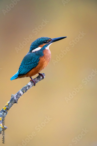 Kingfisher perched on a branch with warm background