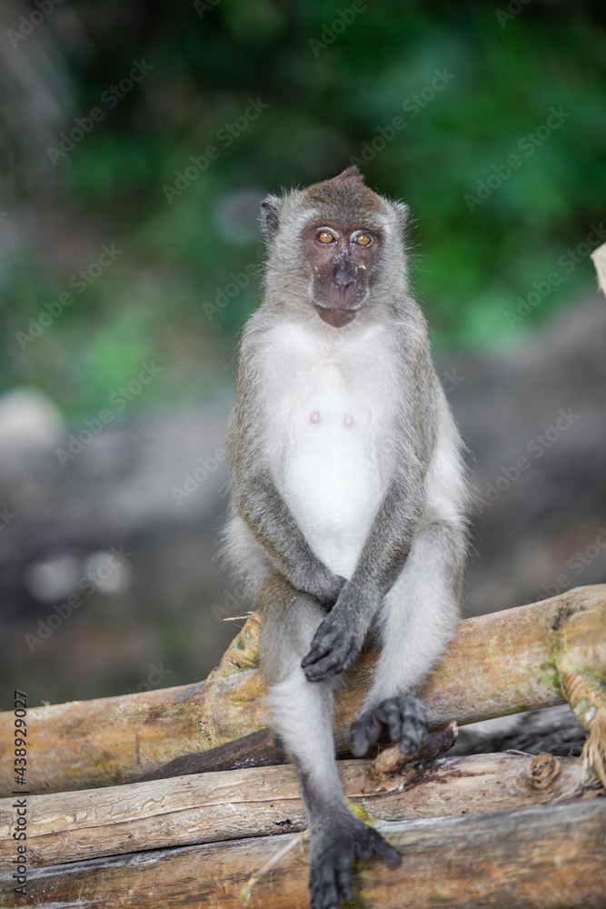 The monkey sat gesturing like a person on a bamboo