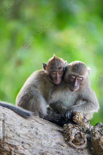 Two baby monkeys hugging each other on the tree.