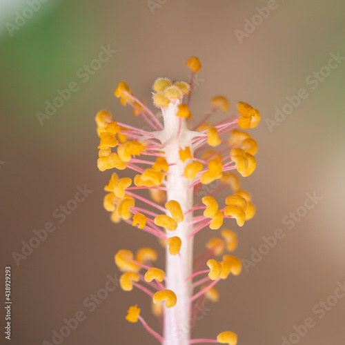 Pollen of Hibiscus Flower