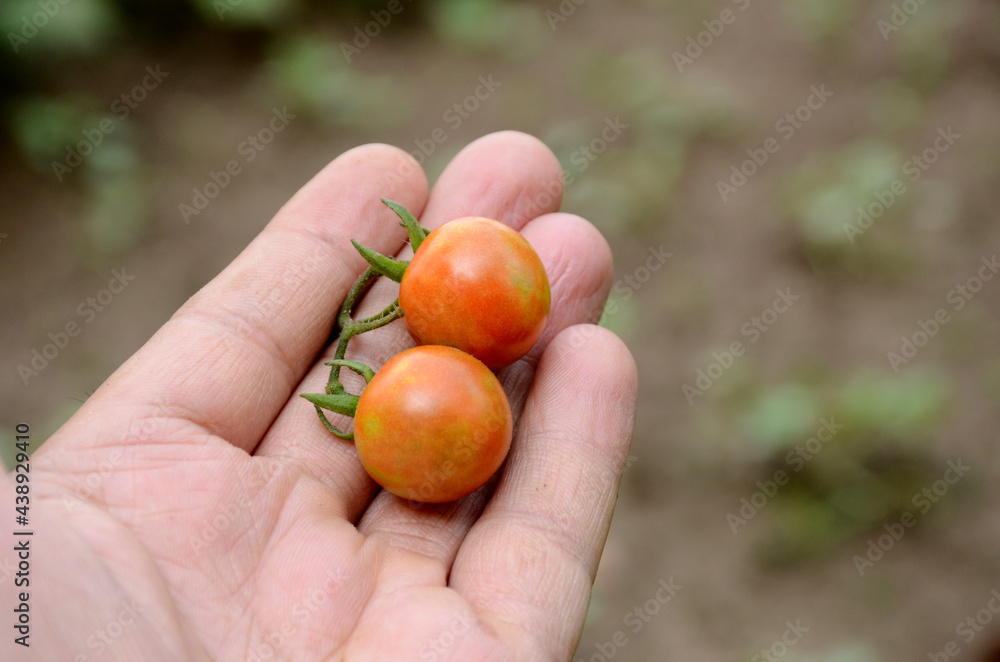 closeup red ripe tomato hold hand over out of focus green brown background. closeup red ripe tomato hold hand over out of focus green brown background.