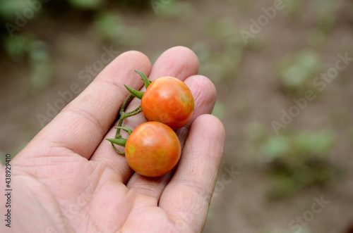 closeup red ripe tomato hold hand over out of focus green brown background.