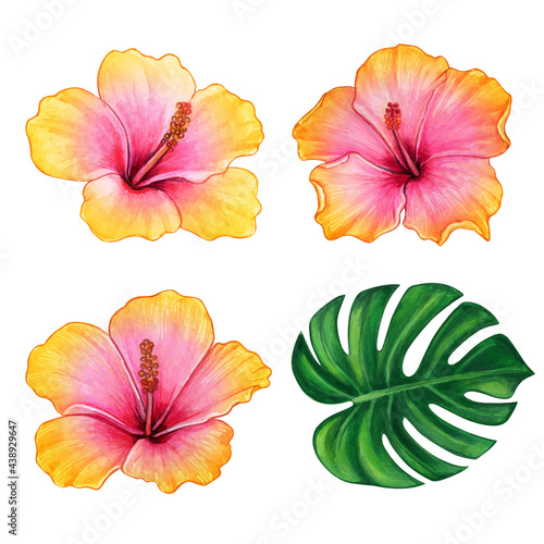 Watercolor colorful hand drawn hibiscus flower and tropical leaf
