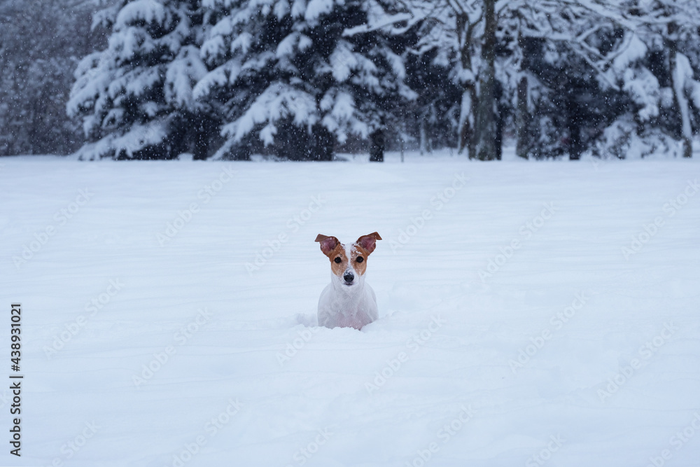 jack russell playing in the park, dog in the snow