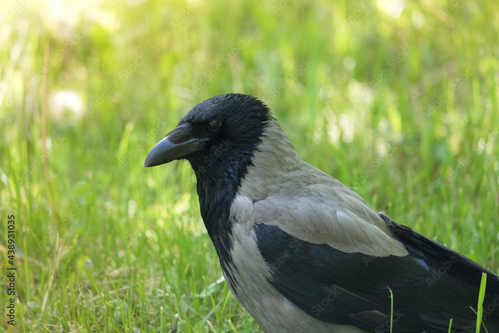 Hooded crow in the grass, Corvus cornix close up Hooded crow in the grass, Corvus cornix close up