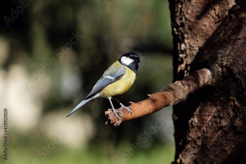 great tit on the branch, Parus major