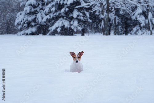 Fototapeta Naklejka Na Ścianę i Meble -  jack russell playing in the park, dog in the snow