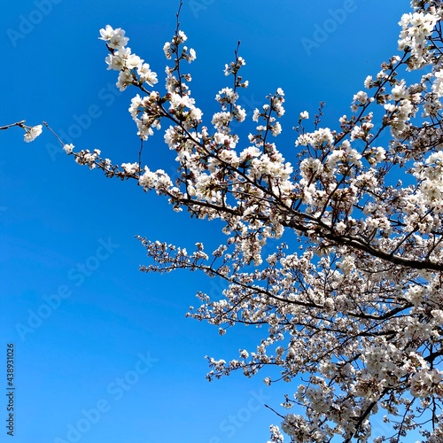 sky cherry blossoms